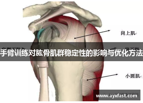 手臂训练对肱骨肌群稳定性的影响与优化方法